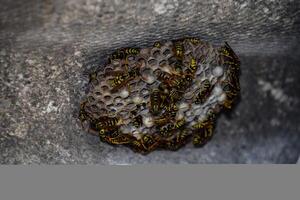 nest van een familie van wespen welke is genomen een detailopname. foto