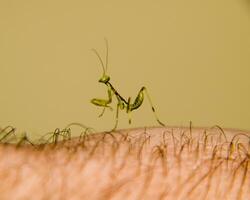 larve van de bidsprinkhaan. nimf bidsprinkhaan, groeit insect. foto