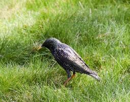 spreeuwen wandelen Aan de gras foto