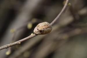 ootheca bidsprinkhaan Aan de takken van een boom. de eieren van de insect gelegd in de cocon voor de winter zijn gelegd. ootec Aan een Afdeling van hazelnoot foto