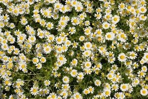 kamille bloemen. farmaceutisch kamille. geneeskrachtig fabriek kamille, bloeiend. foto