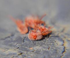 dichtbij omhoog macro rood fluweel mijt of trombidiidae foto