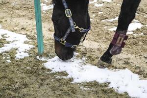 de paard liep in de omgeving van de stadion foto