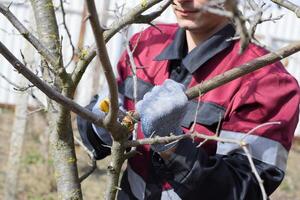 Mens bezuinigingen naar beneden een boom Afdeling met een hand- tuin zaag. snoeien fruit bomen in de tuin. foto