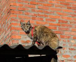 mainecoon kat, reusachtig Maine wasbeer kat. fokken van rasecht katten Bij huis foto