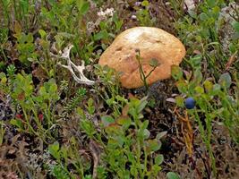 eetbaar champignons in de Woud afval. champignons in de bos-t foto