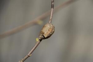 ootheca bidsprinkhaan Aan de takken van een boom. de eieren van de insect gelegd in de cocon voor de winter zijn gelegd. ootec Aan een Afdeling van hazelnoot foto