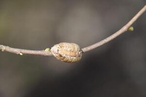 ootheca bidsprinkhaan Aan de takken van een boom. de eieren van de insect gelegd in de cocon voor de winter zijn gelegd. ootec Aan een Afdeling van hazelnoot foto