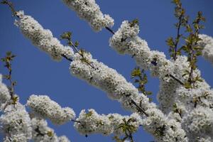 prunus avium bloeiend kers. kers bloemen Aan een boom Afdeling foto