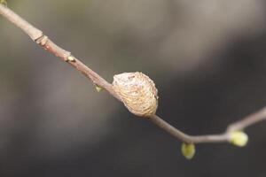 ootheca bidsprinkhaan Aan de takken van een boom. de eieren van de insect gelegd in de cocon voor de winter zijn gelegd. ootec Aan een Afdeling van hazelnoot foto