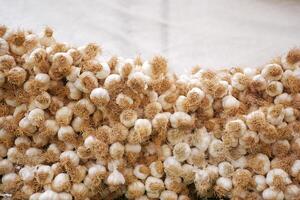 wit knoflook stapel textuur. vers knoflook Aan markt tafel foto