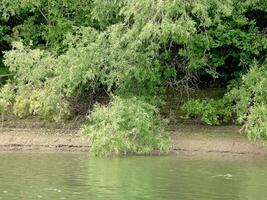 rivier- bank. bomen Aan de rivier- bank. foto