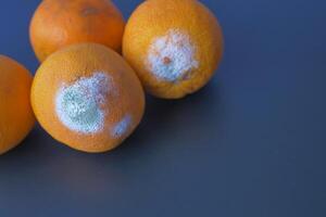 verrot oranje. beschimmeld oranje Aan kleur achtergrond foto