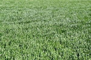 jong tarwe groen Aan de veld, achtergrond structuur van gras. foto