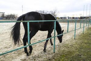 de paard liep in de omgeving van de stadion foto