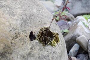 de mos is Aan een steen. gemakkelijk planten in natuur. foto