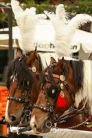 Krakau, Polen, paardenkoetsen met gidsen voor de st. Mary's basiliek foto