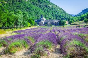 lavendel in voorkant van de abdij de senanque in provence foto