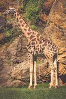 aan het eten giraffe Aan safari wild rit foto