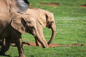 olifanten familie Aan Afrikaanse savanne. safari in amboseli, Kenia, Afrika foto