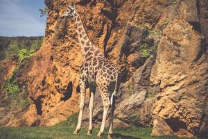 aan het eten giraffe Aan safari wild rit foto