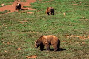 bears kudde in de natuur foto