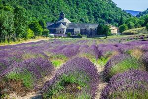 lavendel in voorkant van de abdij de senanque in provence foto