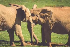 olifanten familie Aan Afrikaanse savanne. safari in amboseli, Kenia, Afrika foto