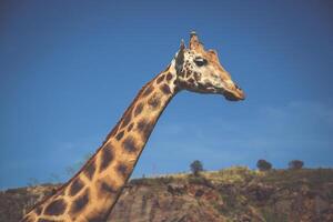 aan het eten giraffe Aan safari wild rit foto