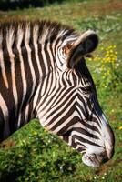 grevy's zebra, samburu nationaal park, Kenia foto