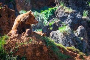 noorden Amerikaans grizzly beer Bij zonsopkomst in western Verenigde Staten van Amerika foto