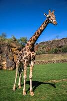giraffen in de dierentuin safari park foto