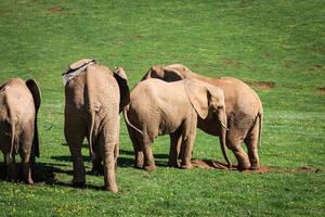 olifanten familie Aan Afrikaanse savanne. safari in amboseli, Kenia, Afrika foto