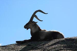 Barbary schapen of moeflon, single dier staand Aan gras, berg van gredos, Spanje foto