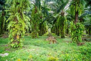 palm olie bomen onder zonlicht in plantage in Thailand, Azië. hoog kwaliteit foto