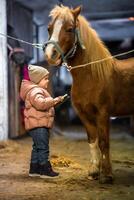 paard zorg binnen de stal voordat de rijden. weinig schattig meisje en pony. hoog kwaliteit 4k beeldmateriaal foto