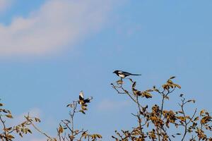 twee eksters Aan de top van de boom. ekster vogel verkering foto