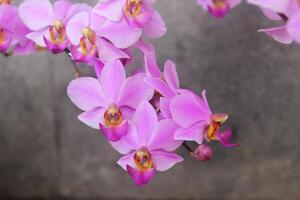 Purper doritis orchidee bloem met wazig achtergrond foto