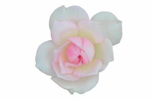 dichtbij omhoog van een roze roos in bloeien tegen een wit achtergrond foto