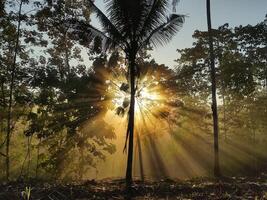 de licht van de ochtend- zon breken door tussen de bomen foto