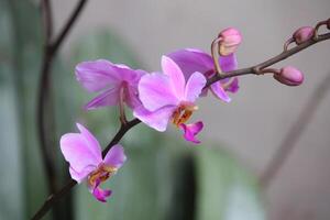 Purper doritis orchidee bloem met wazig achtergrond foto