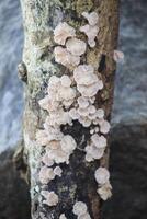 klein wit braam schimmel of schizophyllum gemeente gehecht naar dood hout foto