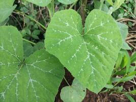 dichtbij omhoog van wild groen bladeren sluipen in de tuin achter de huis, geschikt voor achtergrond behang foto