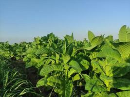 tabak planten van wie bladeren zijn nog steeds groen foto