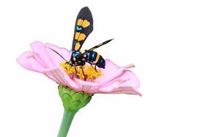 de wesp mot of euchromie polymena zuigt de nectar van roze bloemen Aan een wit achtergrond foto