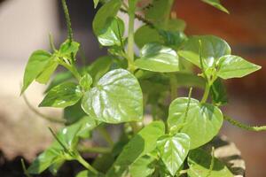 Chinese betel bladeren of peperomia pellucida bladeren hebben tegen kanker en ontstekingsremmend agenten welke zijn mooi zo voor Gezondheid foto