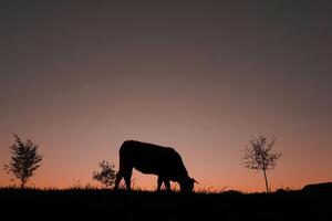 koe silhouet begrazing in de weide en zonsondergang achtergrond foto