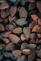 bruin fabriek bladeren in herfst seizoen, bruin achtergrond foto