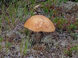 eetbaar champignons in de Woud afval. champignons in de bos-t foto