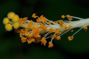 hibiscus bloem meeldraad foto